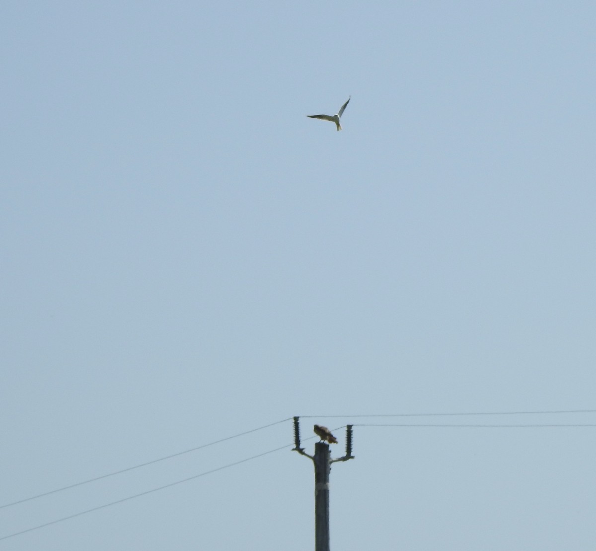 White-tailed Kite - ML619355850