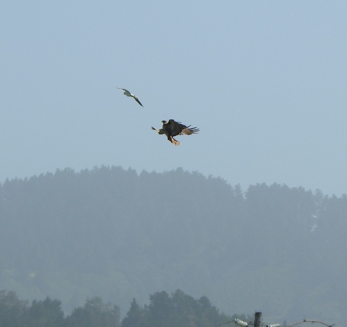 White-tailed Kite - ML619355851