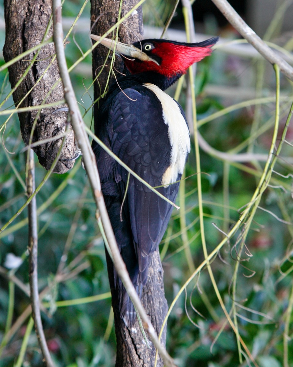 Cream-backed Woodpecker - ML619355875