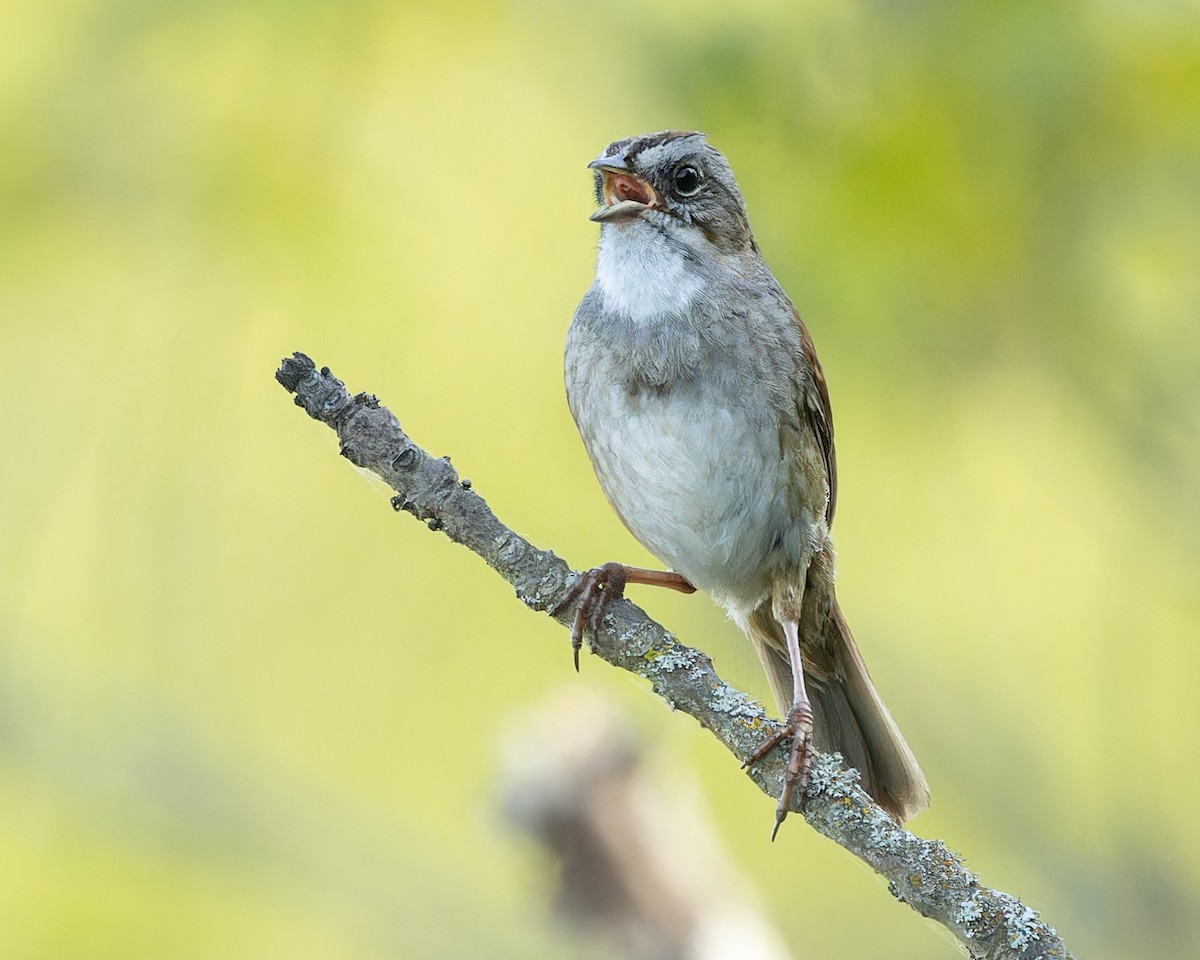 Swamp Sparrow - ML619355880