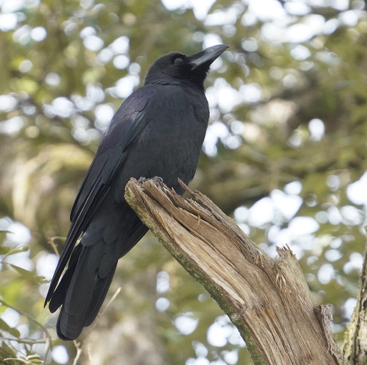 Large-billed Crow - ML619355897