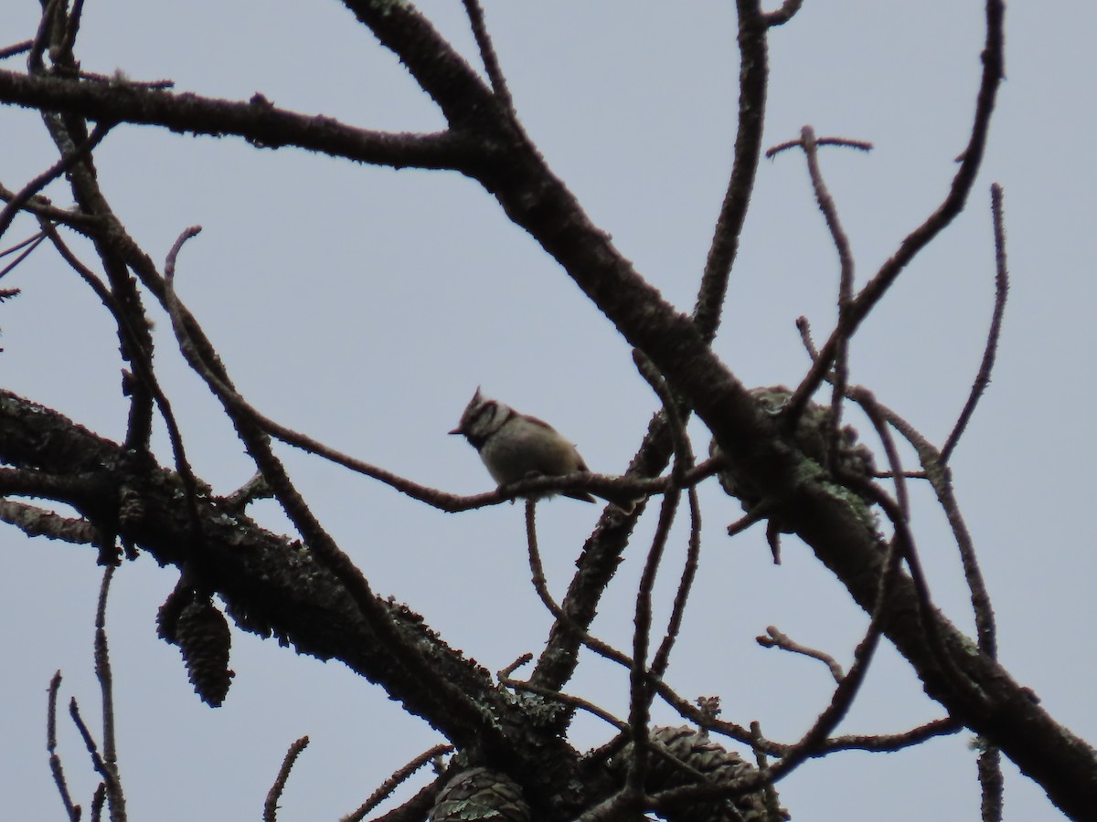 Crested Tit - ML619355915