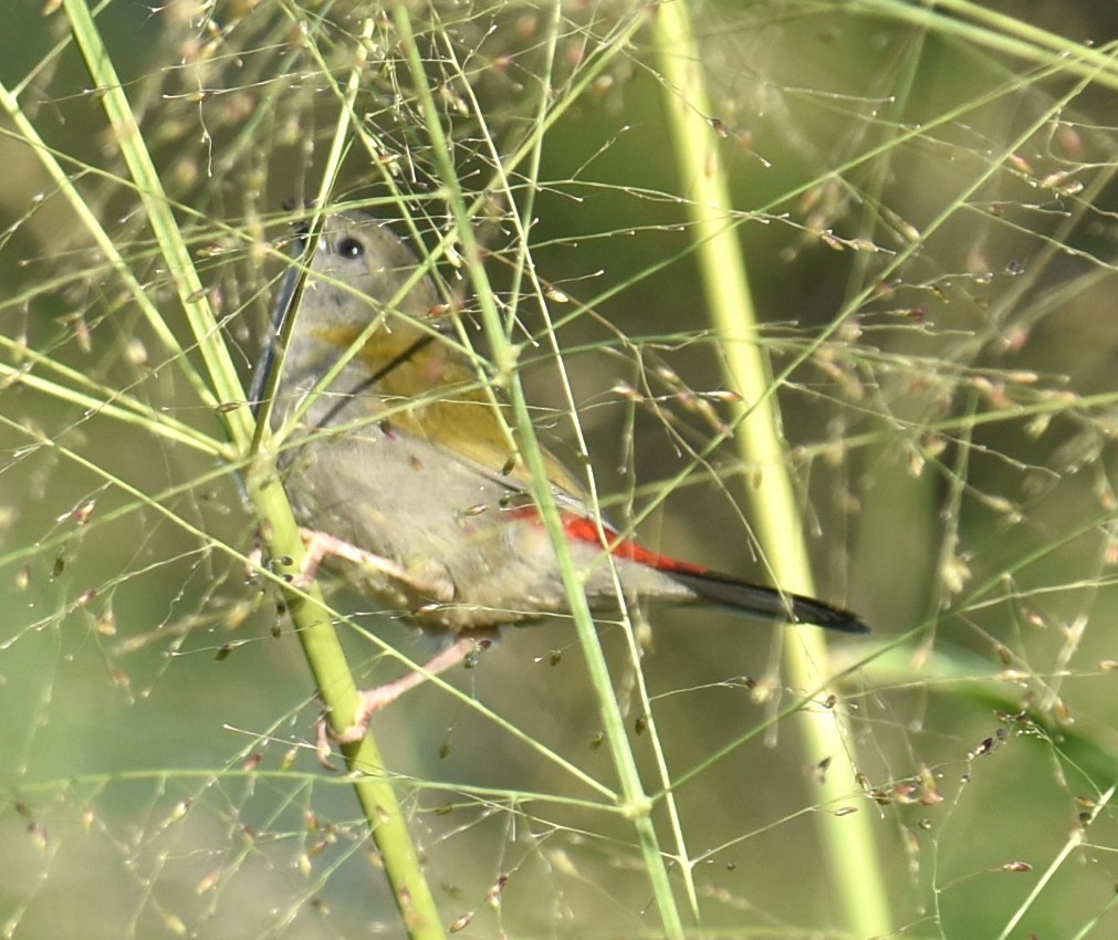 Red-browed Firetail - ML619355947