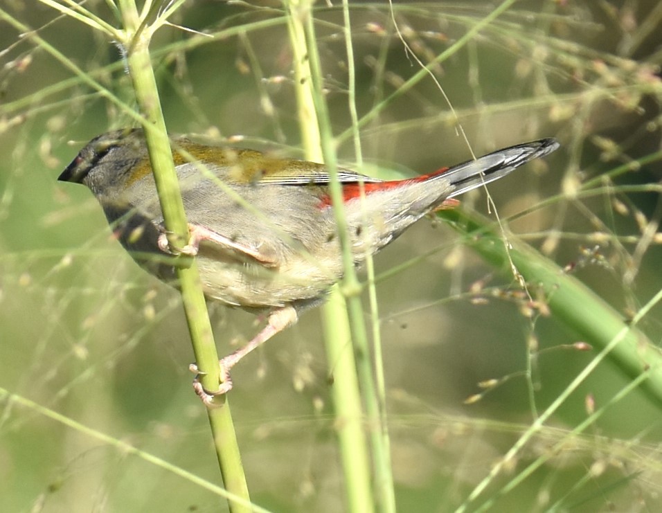 Red-browed Firetail - ML619355949