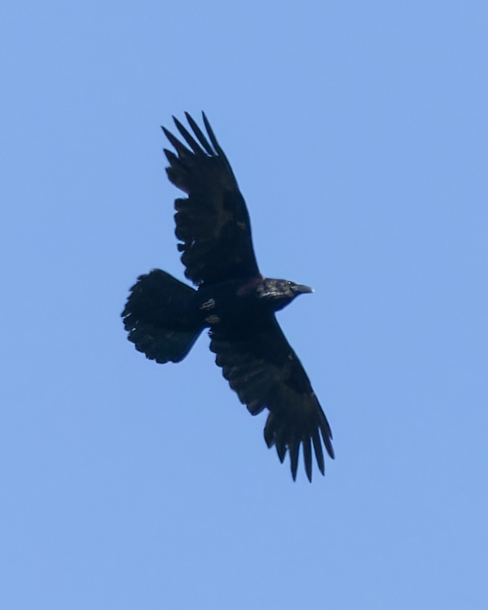 Common Raven - ML619355972