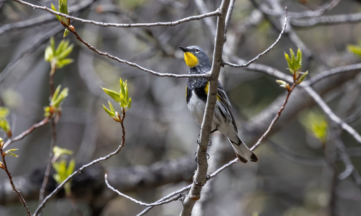 Yellow-rumped Warbler (Audubon's) - ML619356006