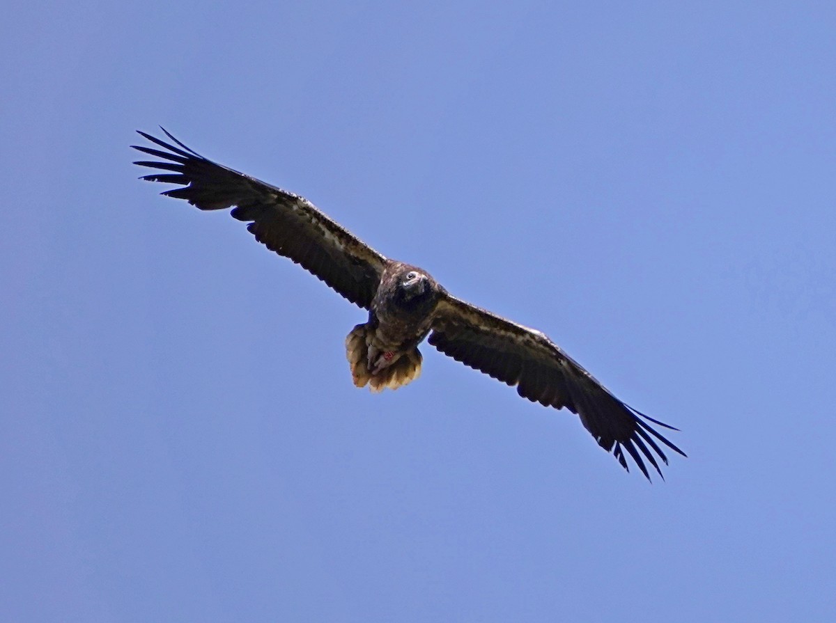 Egyptian Vulture - ML619356039