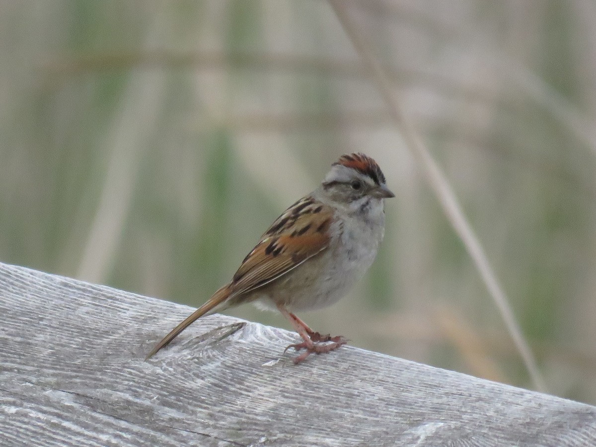 Swamp Sparrow - ML619356047