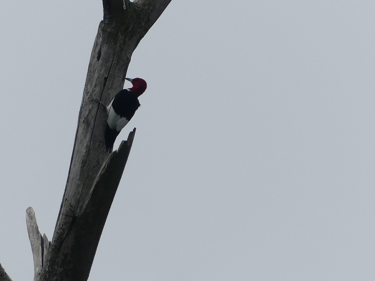 Red-headed Woodpecker - ML619356078