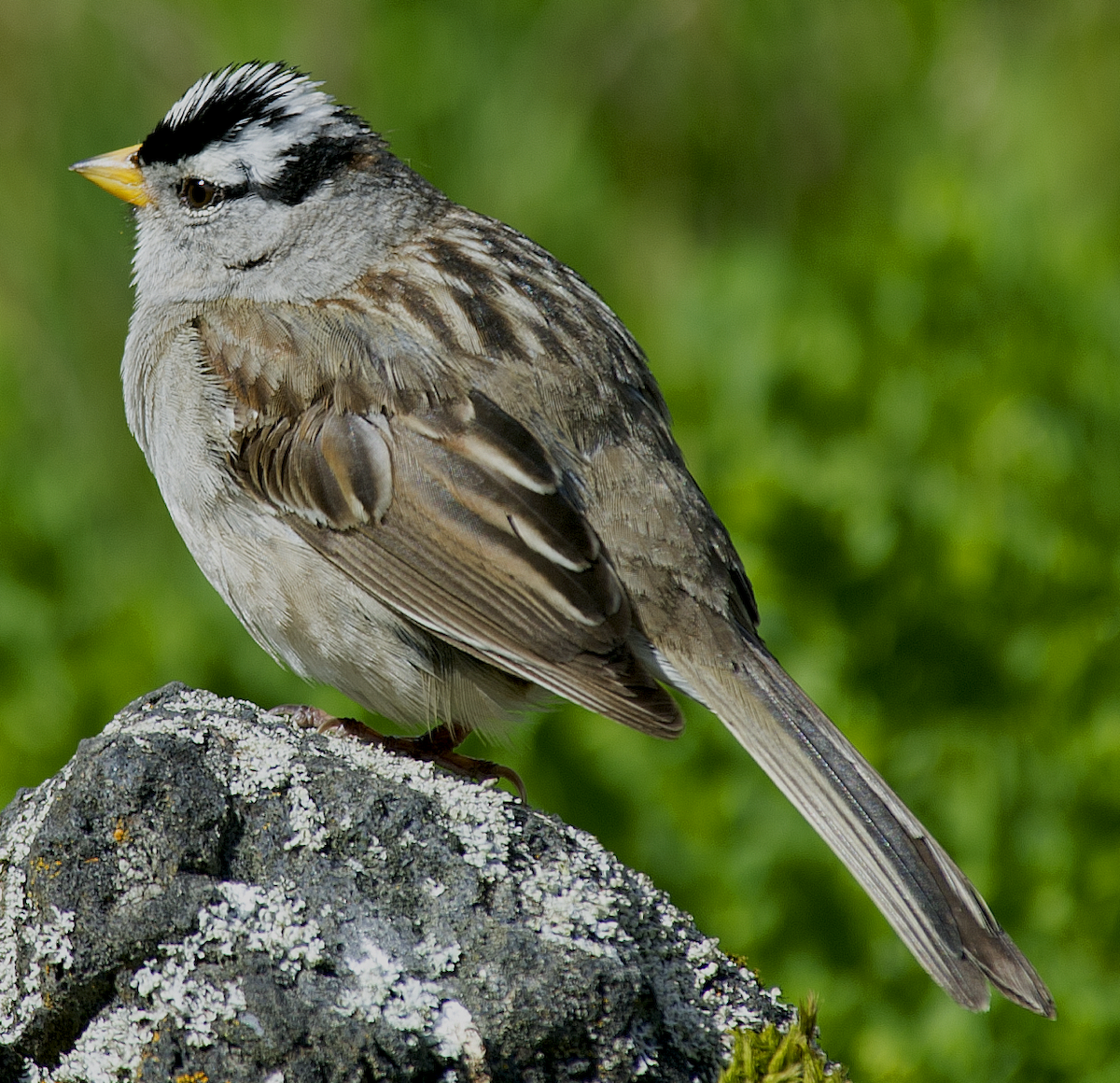 White-crowned Sparrow - ML619356108