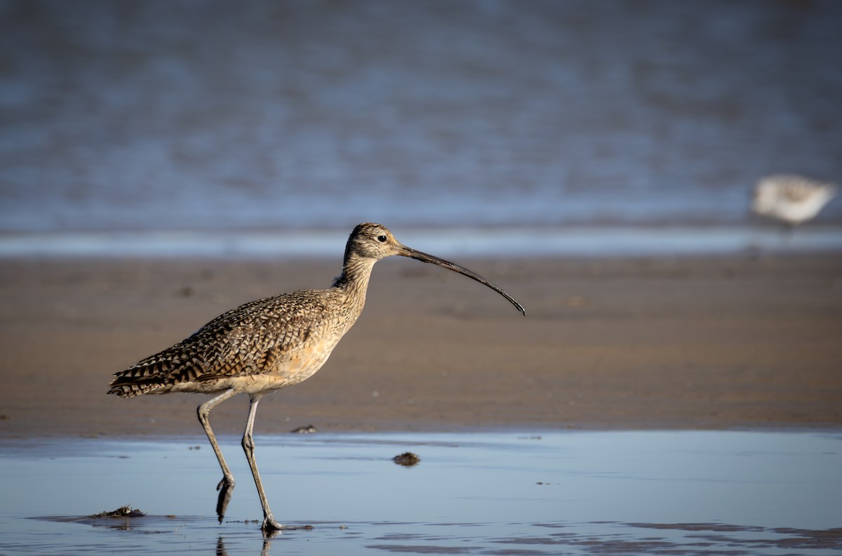 Long-billed Curlew - ML619356121
