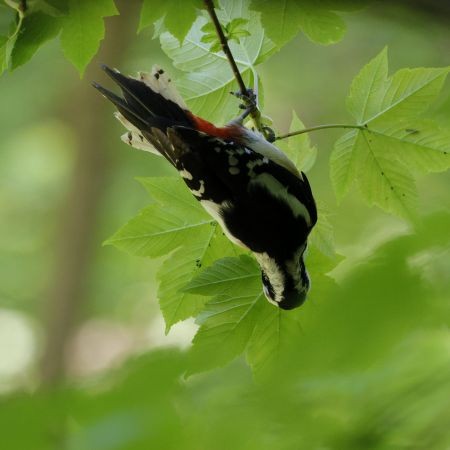 Great Spotted x Syrian Woodpecker (hybrid) - ML619356147