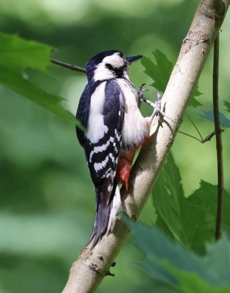 Great Spotted x Syrian Woodpecker (hybrid) - ML619356148
