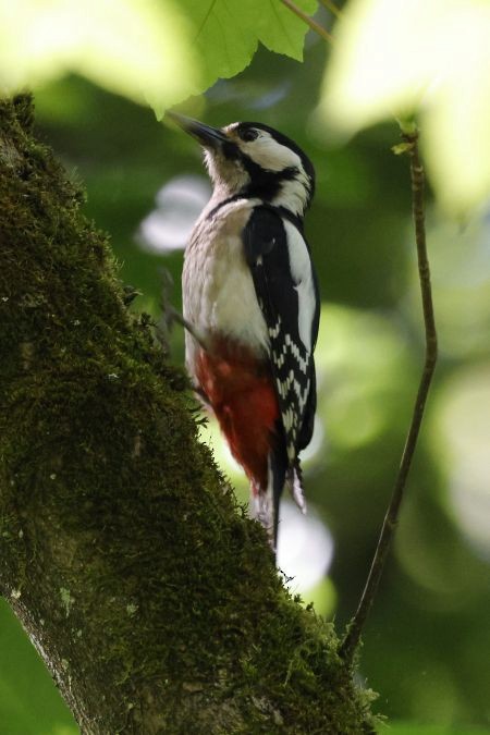 Great Spotted x Syrian Woodpecker (hybrid) - ML619356149