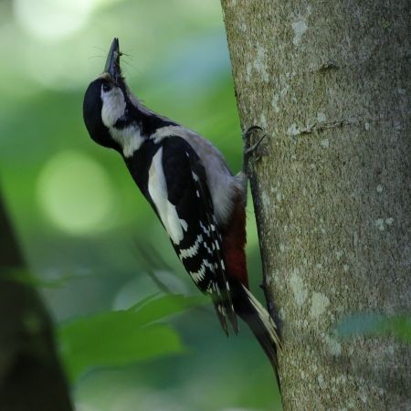 Great Spotted x Syrian Woodpecker (hybrid) - ML619356150