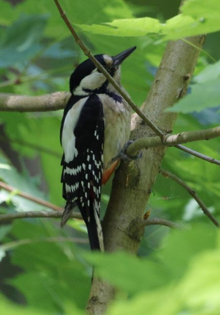 Great Spotted x Syrian Woodpecker (hybrid) - ML619356151