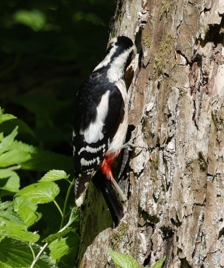 Great Spotted x Syrian Woodpecker (hybrid) - ML619356152