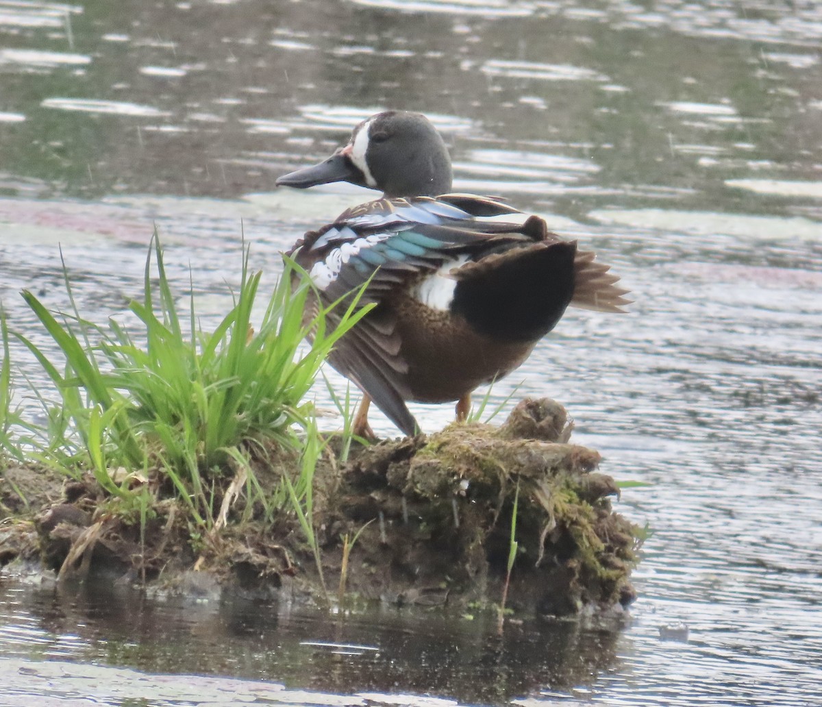 Blue-winged Teal - ML619356154