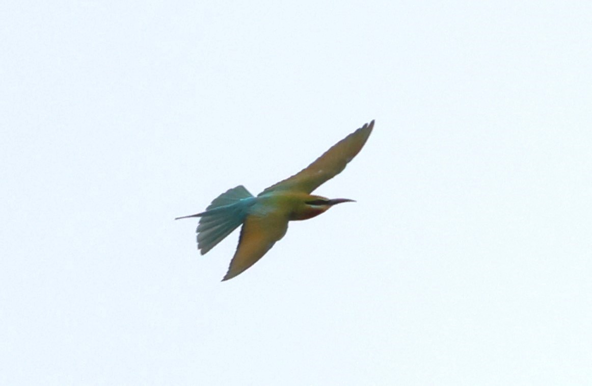Blue-tailed Bee-eater - ML619356170