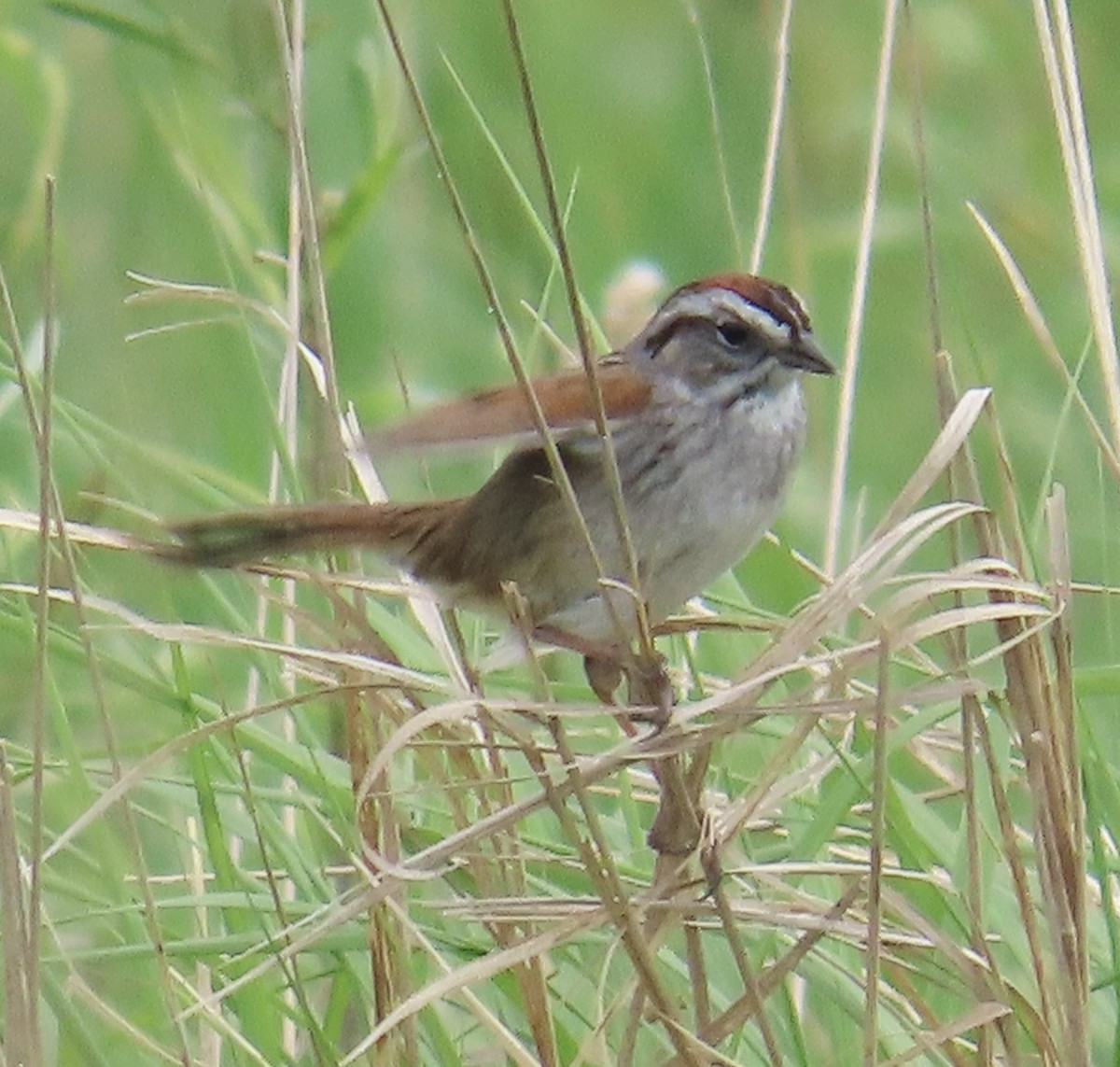 Swamp Sparrow - ML619356185