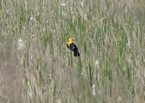 Yellow-headed Blackbird - ML619356243