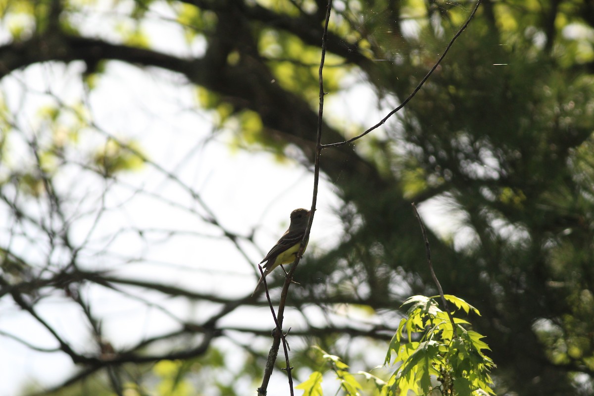 Great Crested Flycatcher - ML619356279