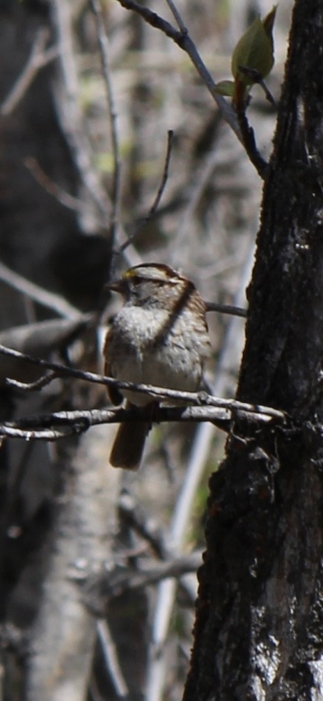 White-throated Sparrow - ML619356344