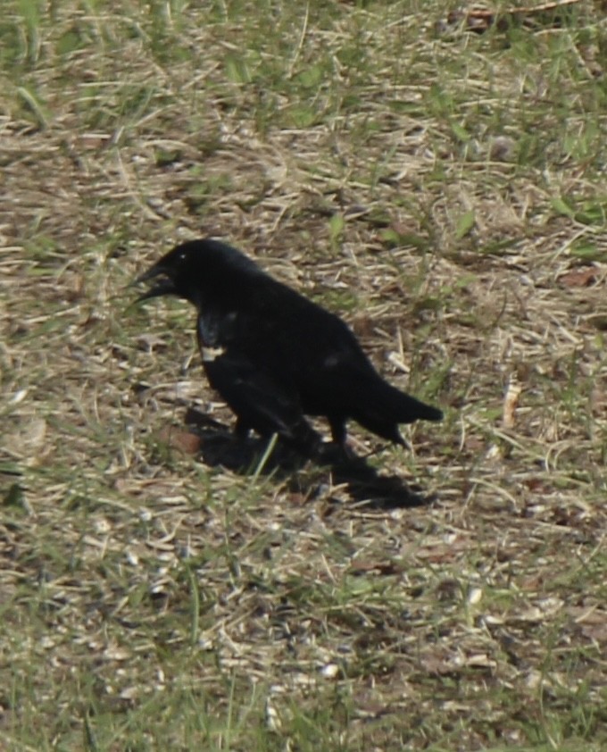 blackbird sp. - ML619356363
