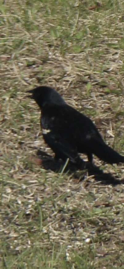 blackbird sp. - ML619356364