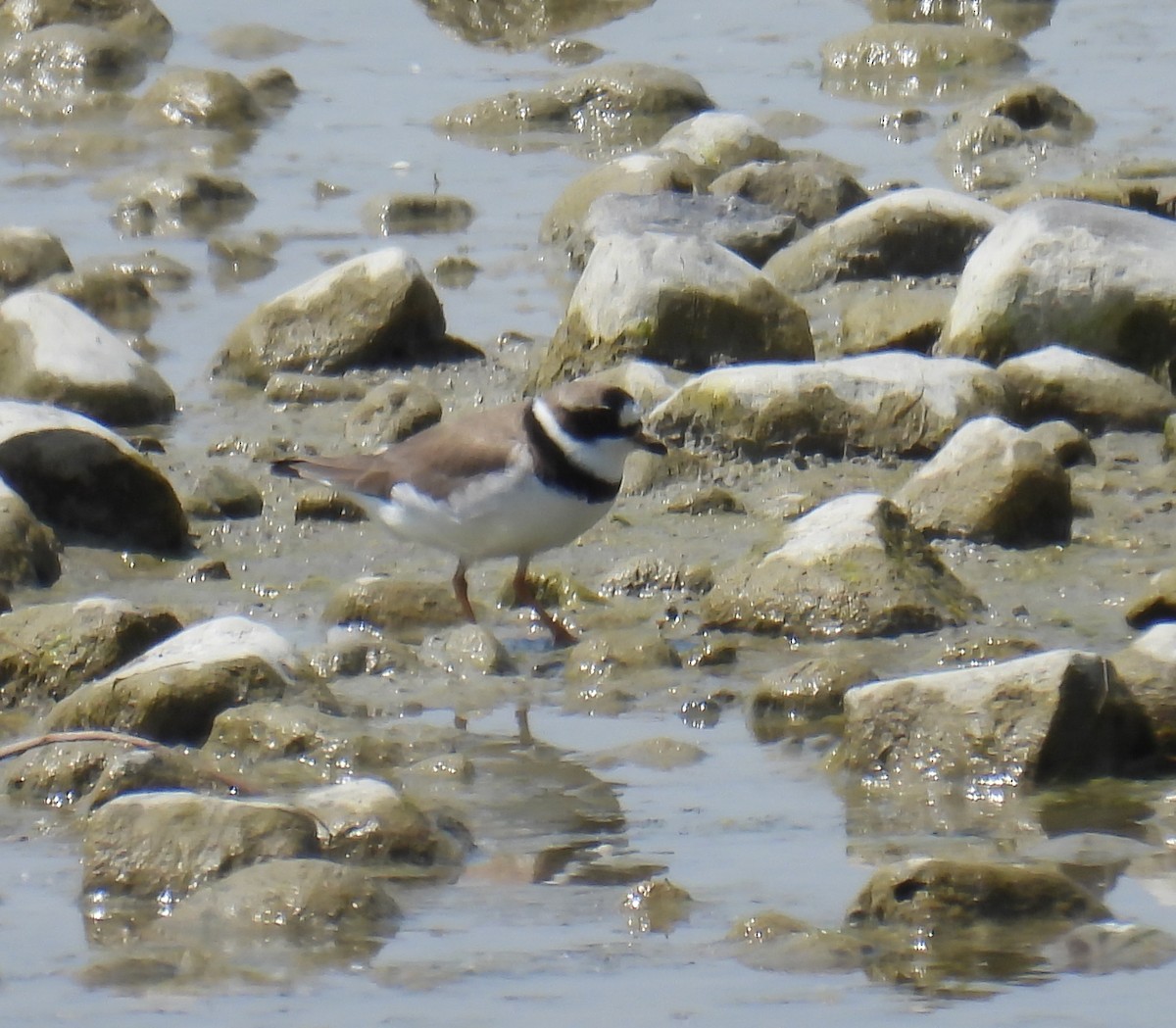 Semipalmated Plover - ML619356365