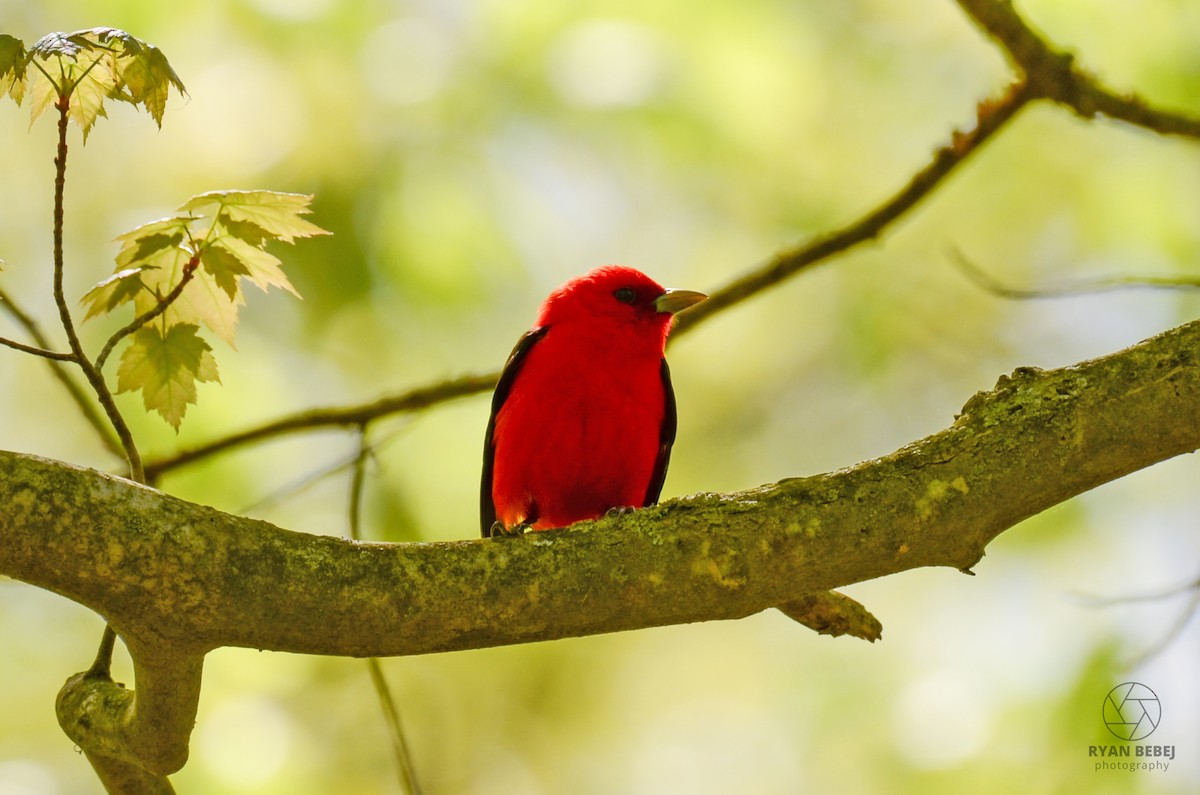 Scarlet Tanager - ML619356425