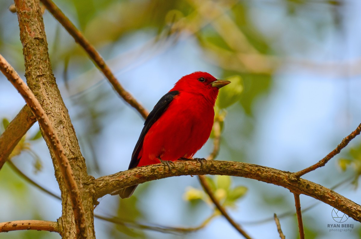 Scarlet Tanager - ML619356428