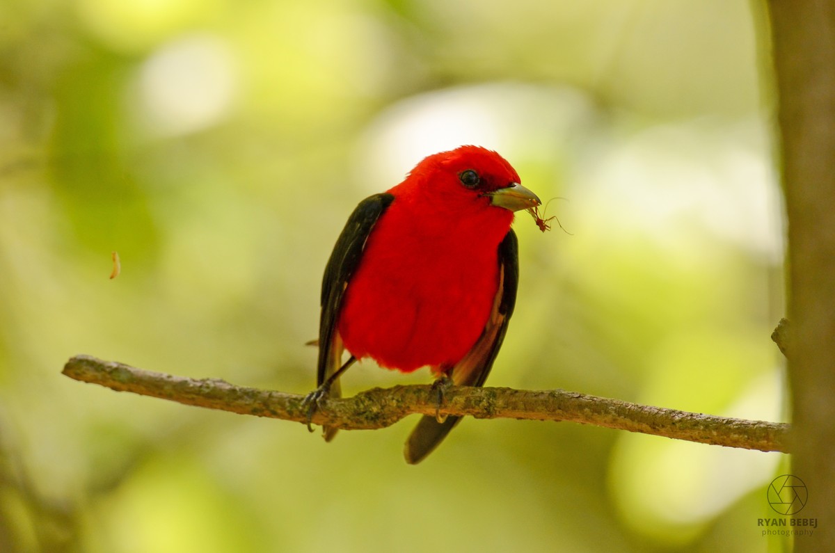 Scarlet Tanager - ML619356440