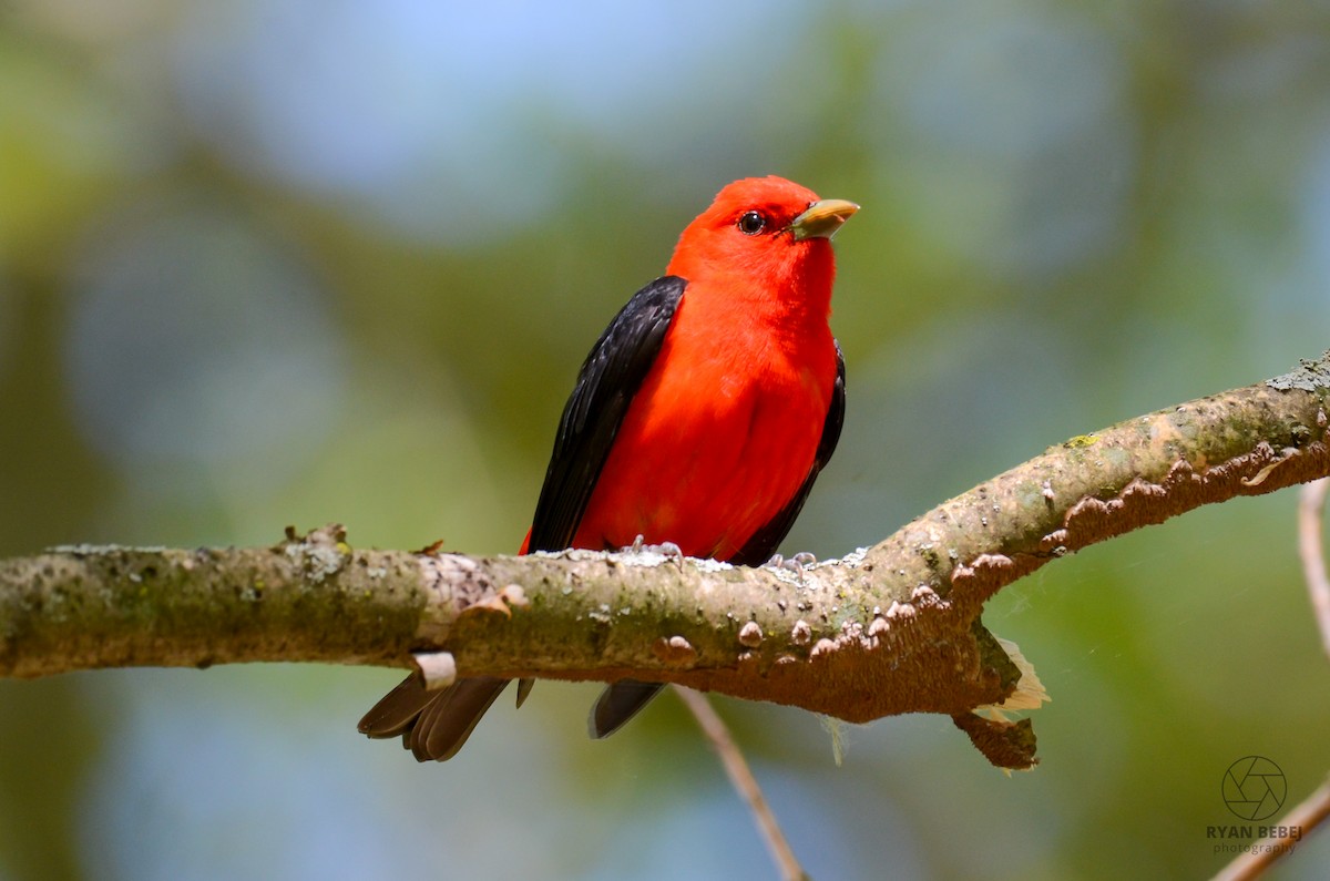 Scarlet Tanager - ML619356444
