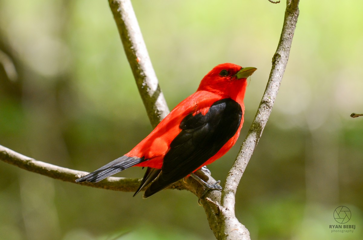 Scarlet Tanager - ML619356447
