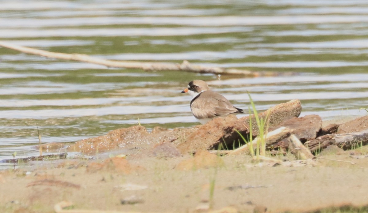 Semipalmated Plover - ML619356483
