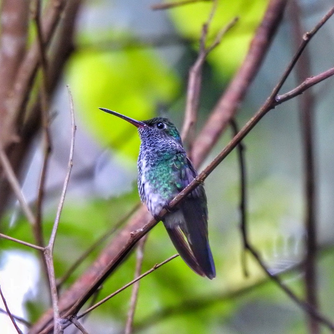 kolibřík zrcadlový - ML619356501