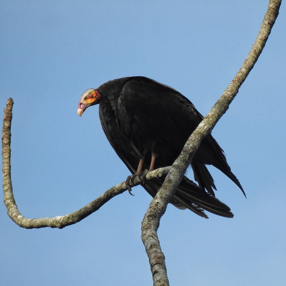 Greater Yellow-headed Vulture - ML619356643