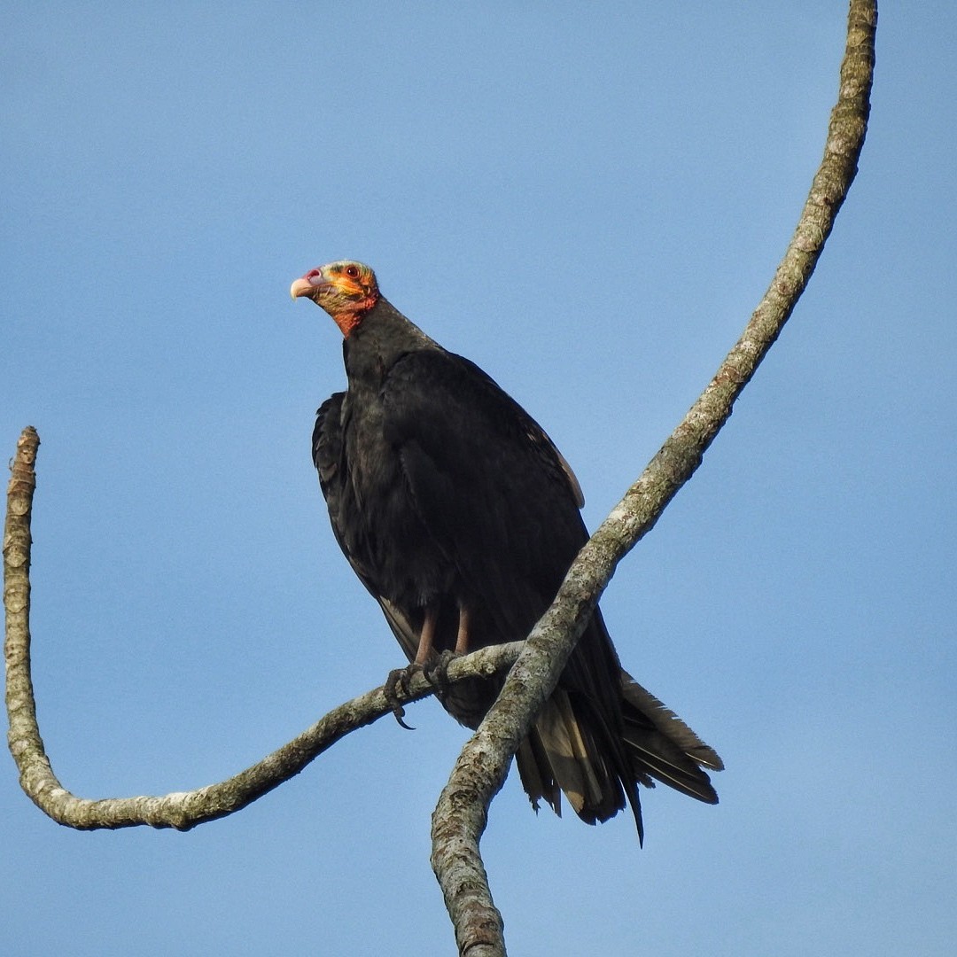 Greater Yellow-headed Vulture - ML619356645