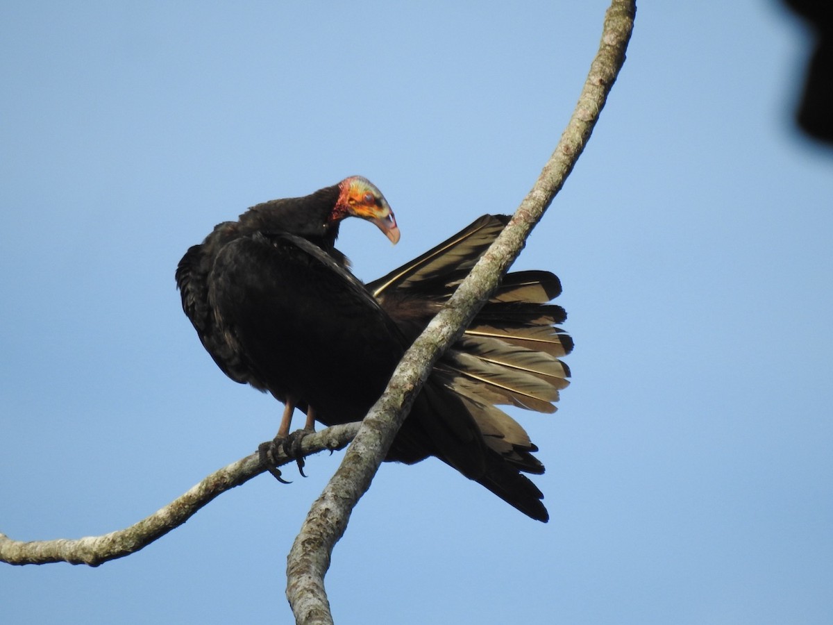 Greater Yellow-headed Vulture - ML619356646