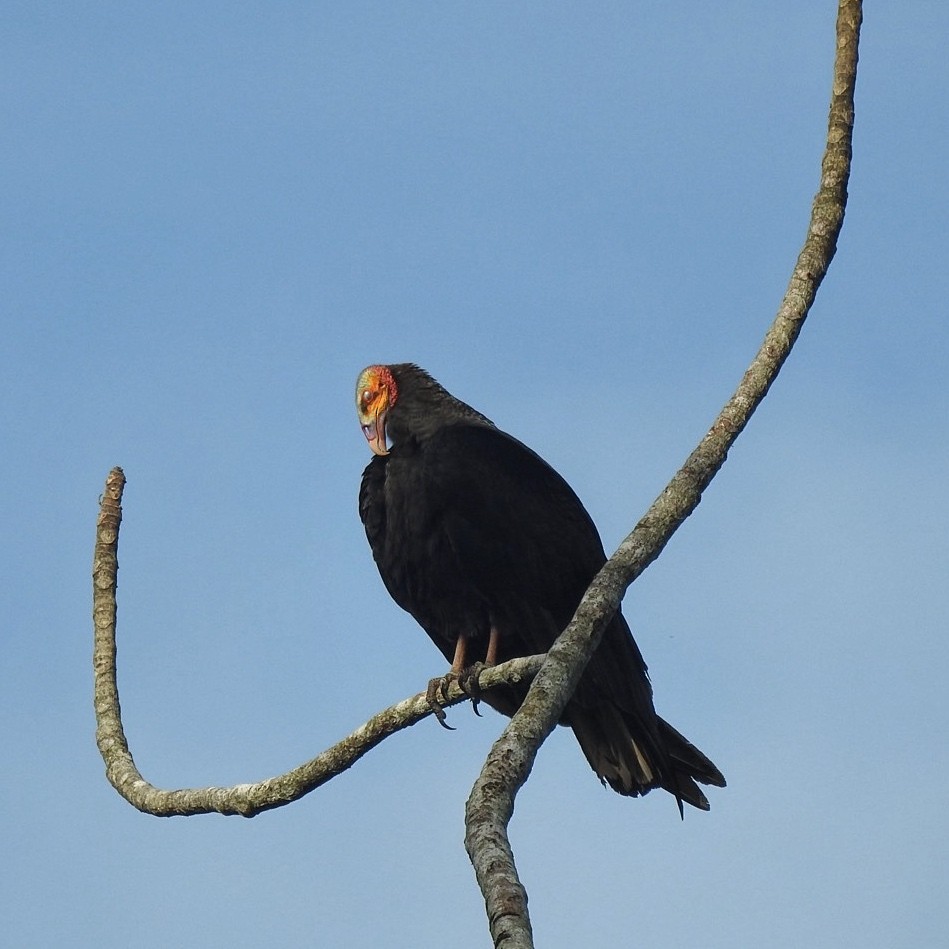 Greater Yellow-headed Vulture - ML619356647