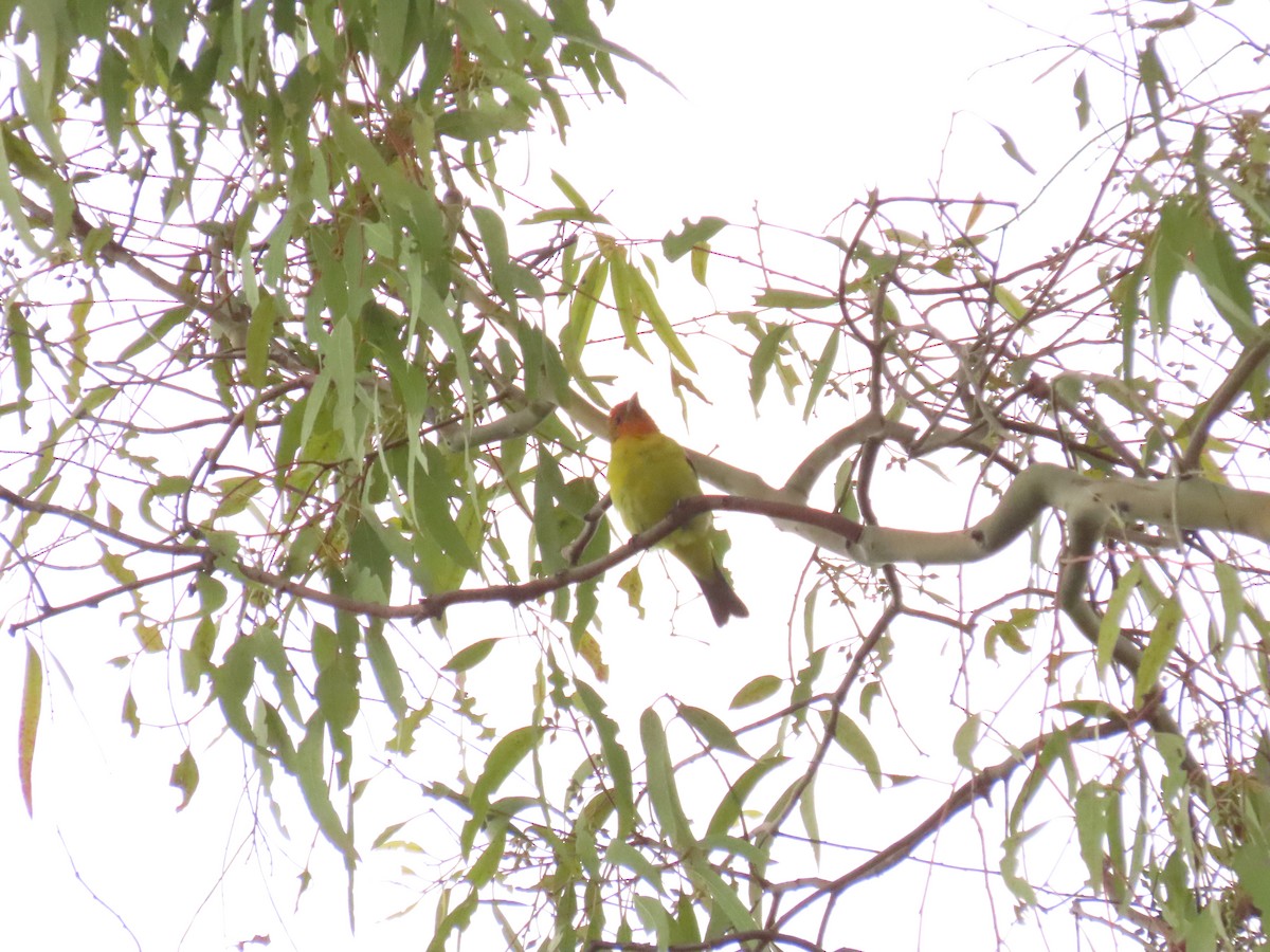 Western Tanager - ML619356658