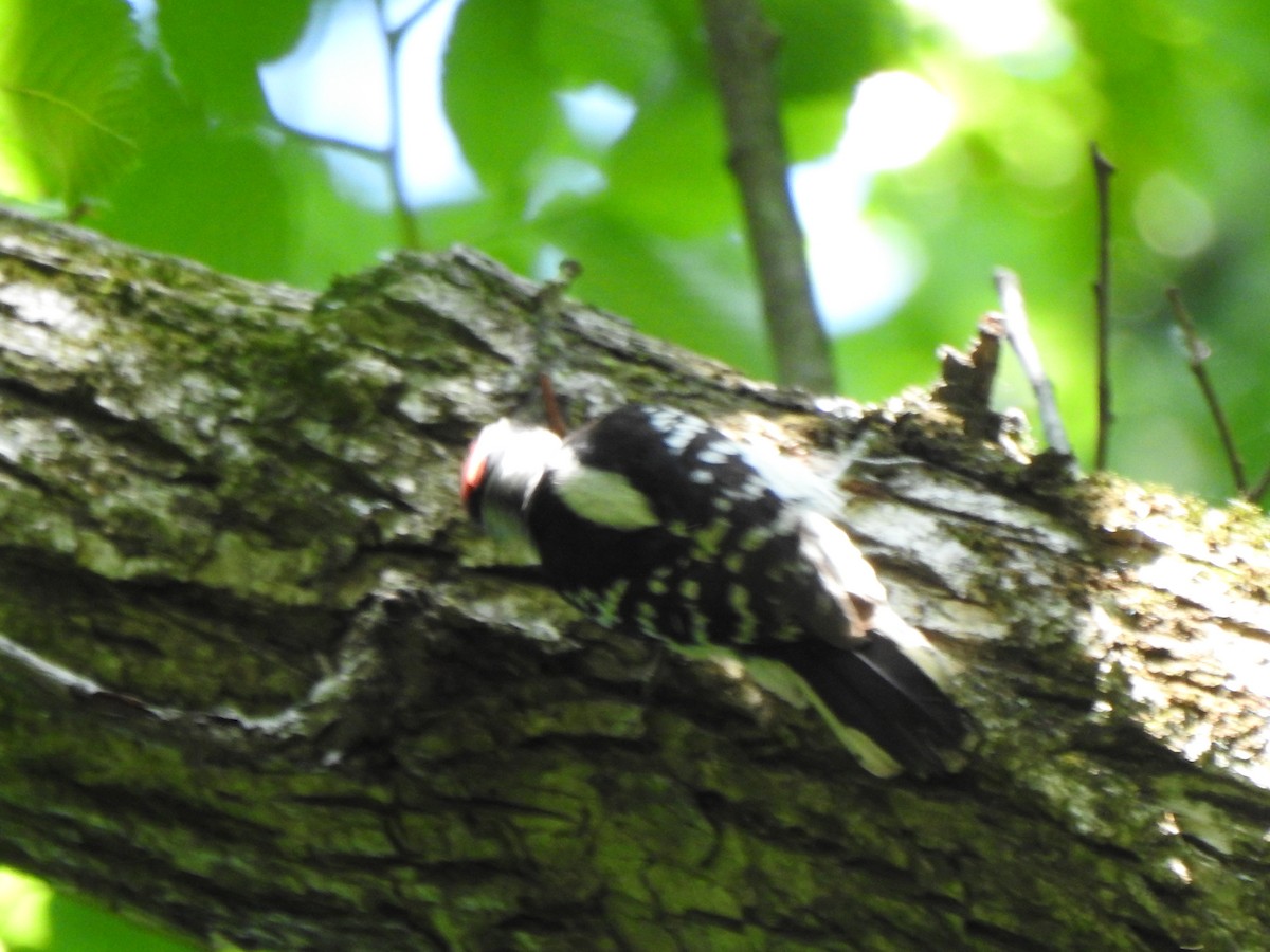 Downy Woodpecker - ML619356666