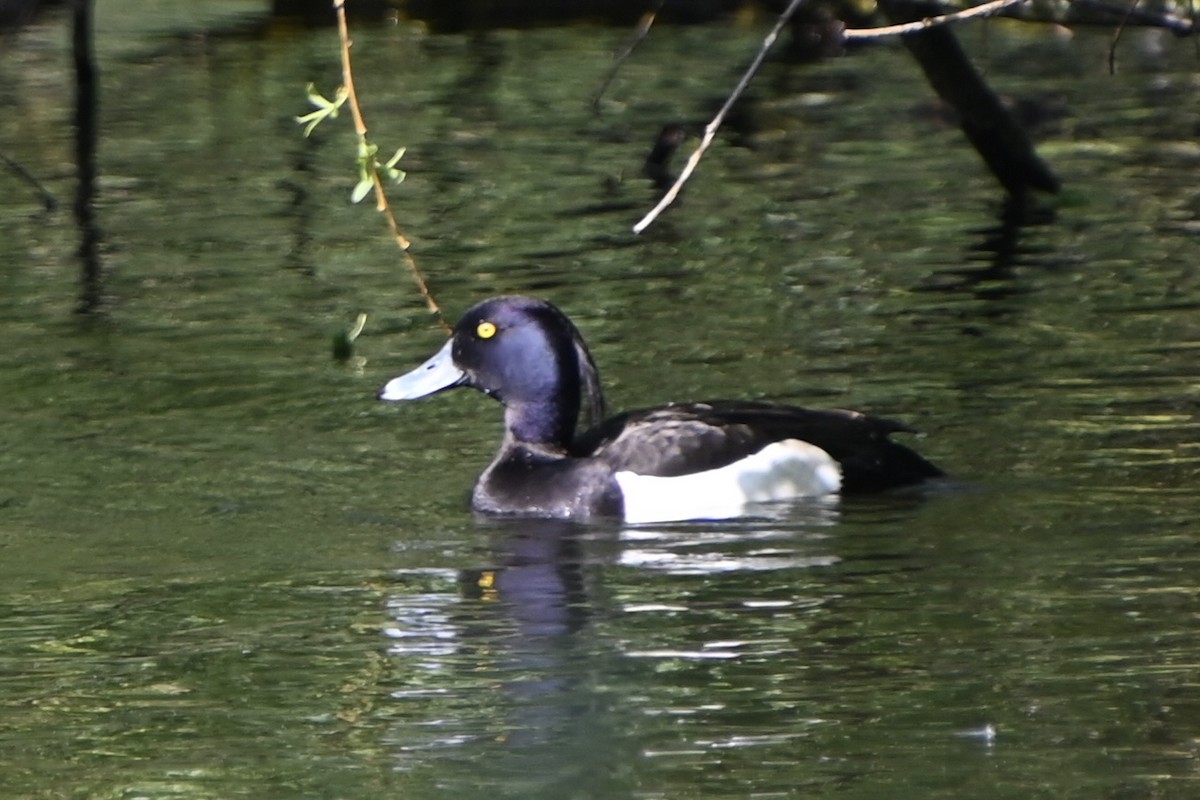Tufted Duck - ML619356792