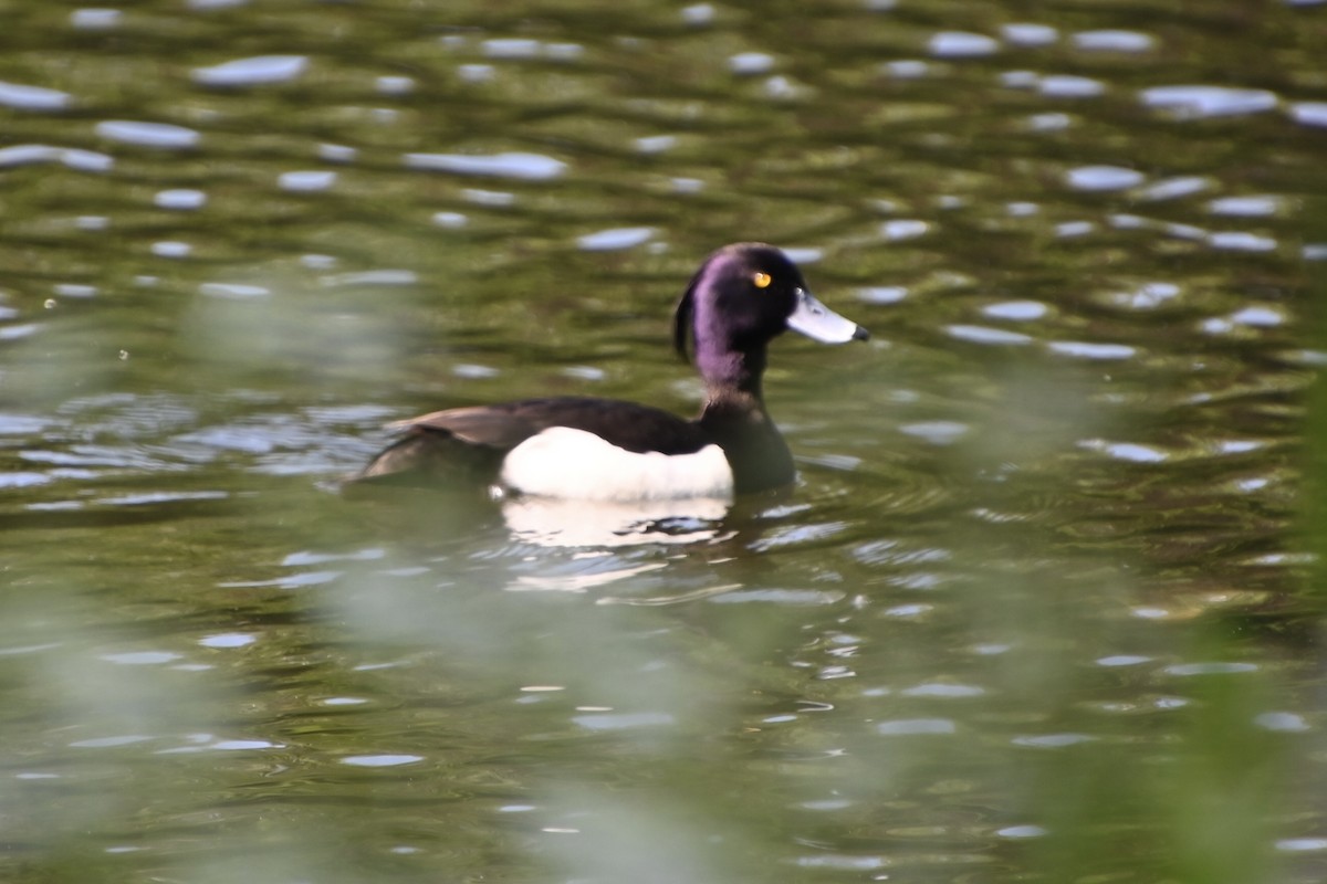 Tufted Duck - ML619356793
