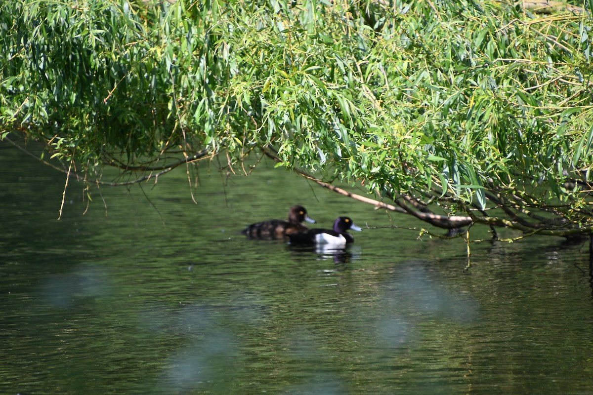 Tufted Duck - ML619356794