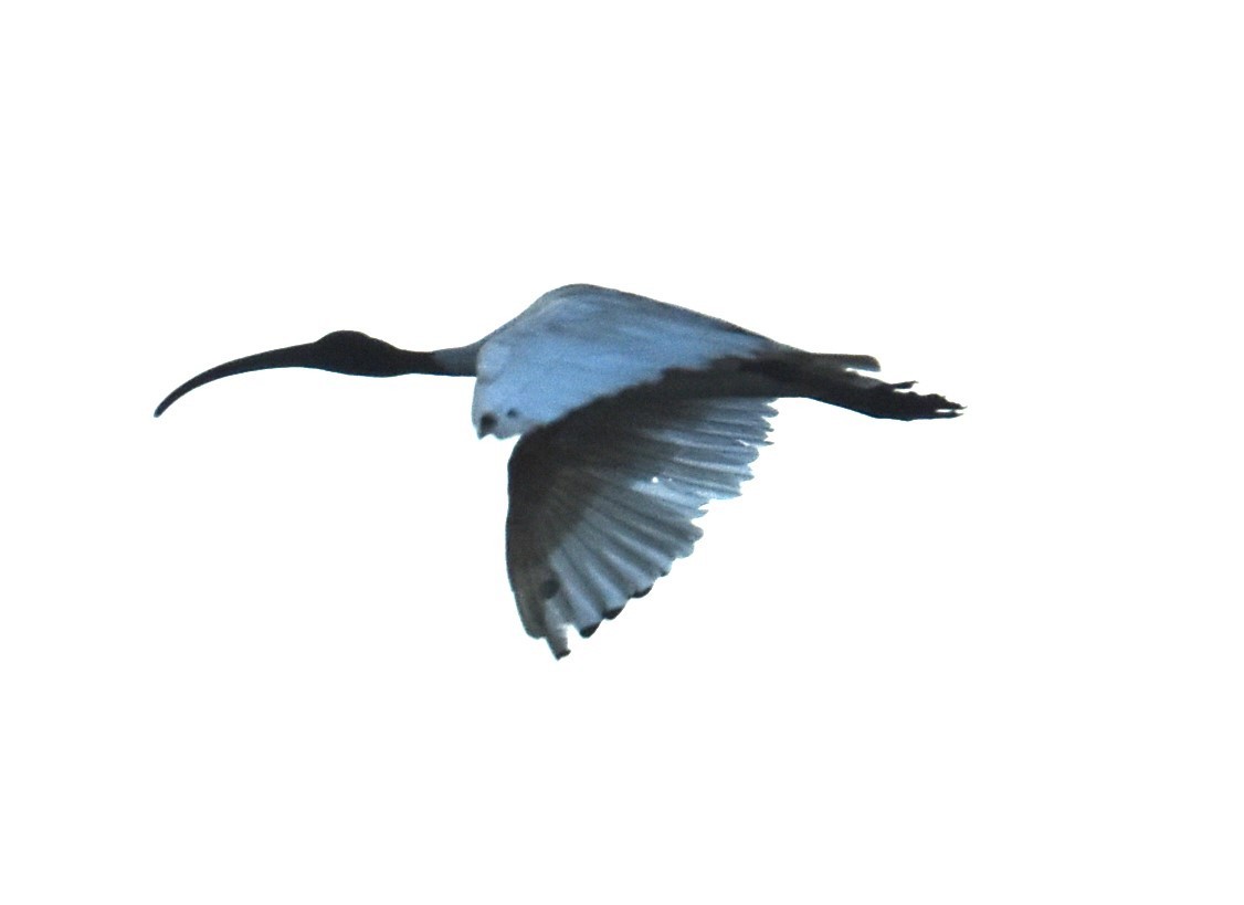 ibis australský - ML619356809