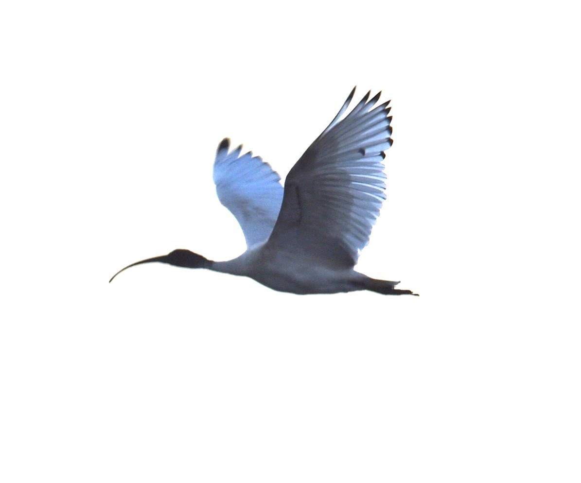 ibis australský - ML619356812