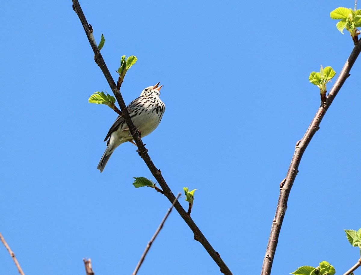 Savannah Sparrow - ML619356836