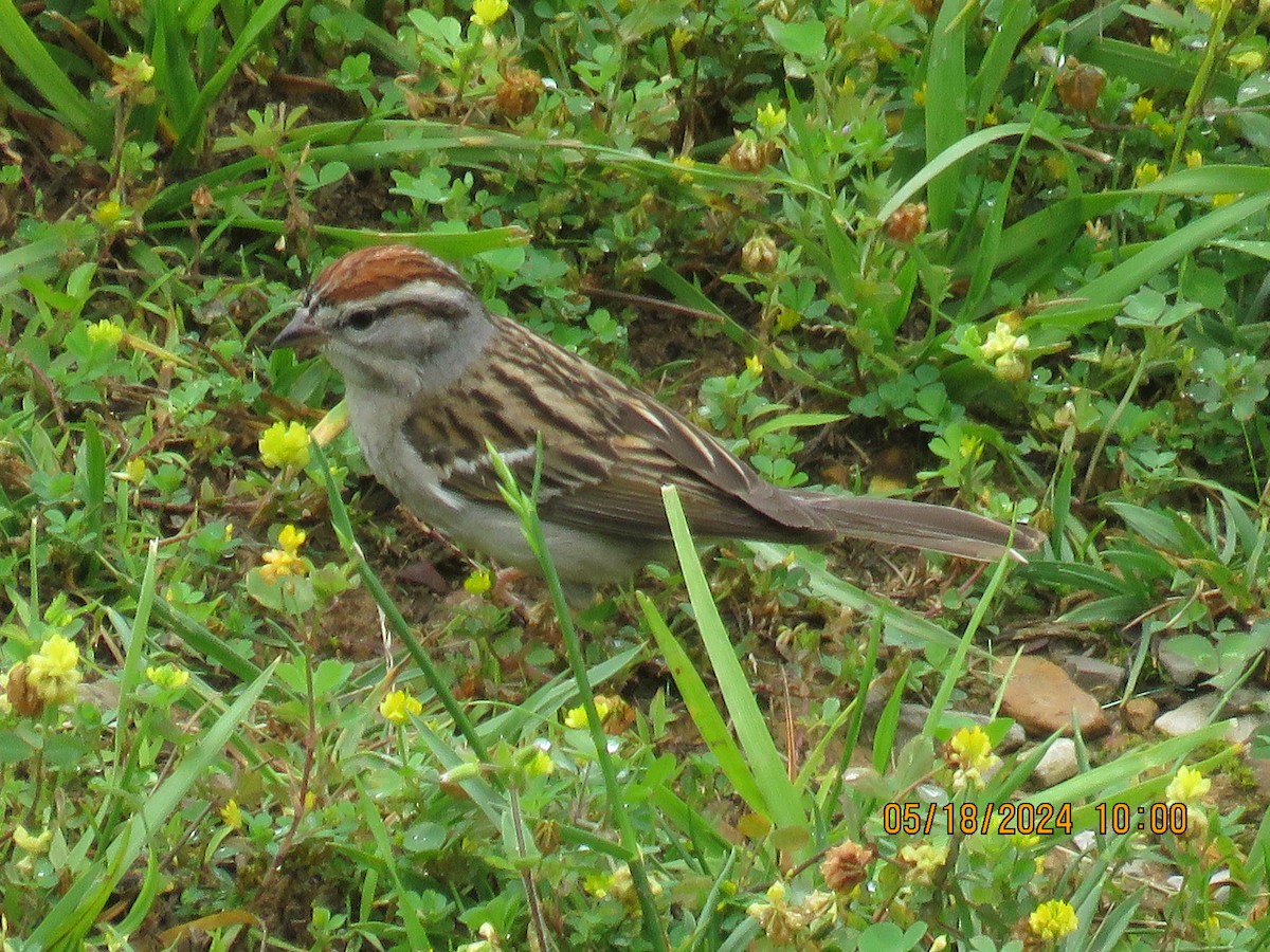 Chipping Sparrow - ML619356862